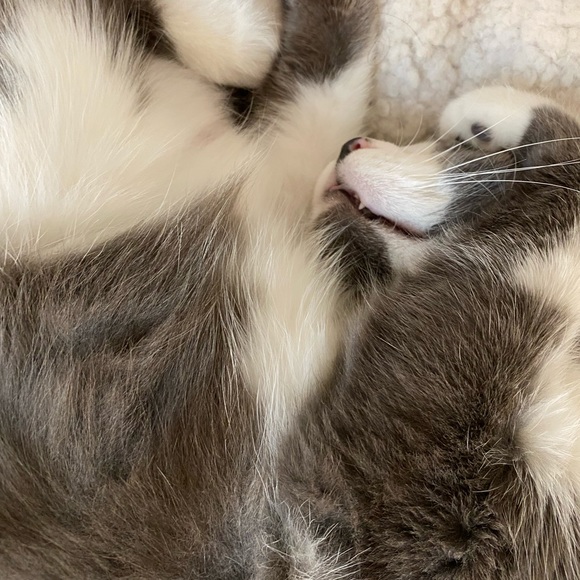 slowloris125